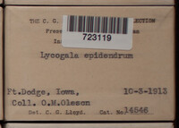 Lycogala epidendrum image